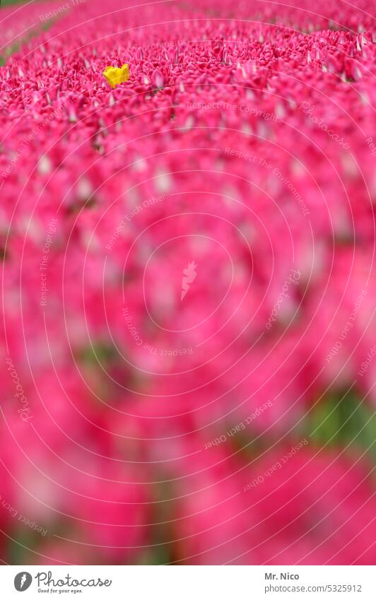 Tulpen rosa Park Garten rot Blumenfeld pink Blumenwiese Tulpenzucht Pflanze Niederlande Tulpenblüte Frühlingsblume Holland Blühend Tulpenfeld Blüte Farbenpracht