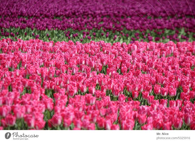 farbenprächtig Tulpenzucht pink Niederlande Frühlingsblume Holland Pflanze Blühend Tulpenblüte Reihe viele Blüte Tulpenfeld Blume Farbenpracht farbenfroh