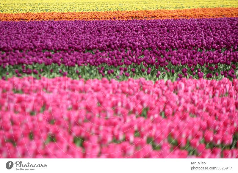 Tulpen aus Amsterdam farbenprächtig Tulpenzeit Blume Reihe Pflanze Niederlande pink Tulpenzucht Frühlingsblume Holland Tulpenblüte Tulpenfeld Blühend Blüte