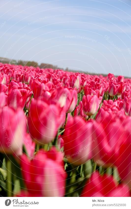 Tulpen Blauer Himmel rot Blumenfeld pink Tulpenzucht Blumenwiese Niederlande Pflanze Holland Frühling Blühend Frühlingsblume Tulpenblüte Reihe Tulpenfeld