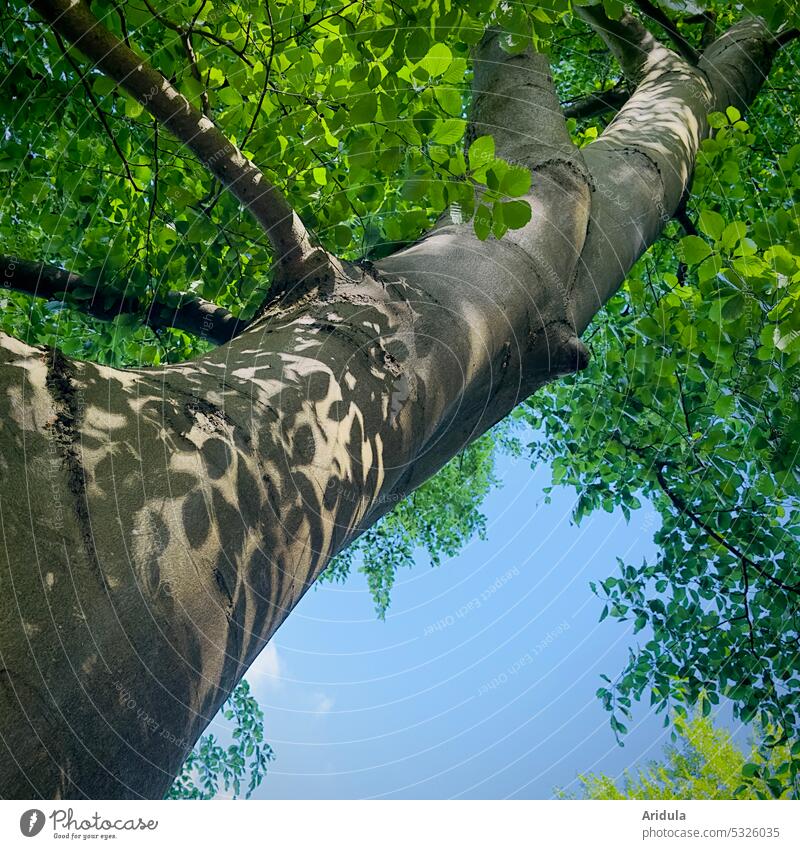 Buchenstamm mit Blätterschatten, blauer Himmel, Blätter und Licht Baumstamm Äste Holz Wald Schatten Sonne Natur Blatt grün Pflanze Außenaufnahme Zweige u. Äste