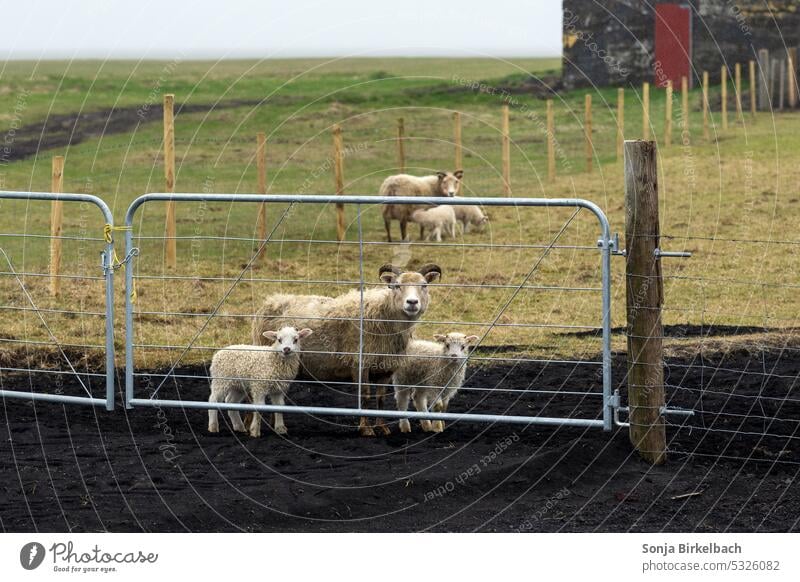 Nach Hause kommen.... Schaf Lamm Bauernhof Landschaft Dorf Pferdestall Gate Zaun Regen Warten neugierig Islandreise isländisch Wiese Weide Wolle niedlich