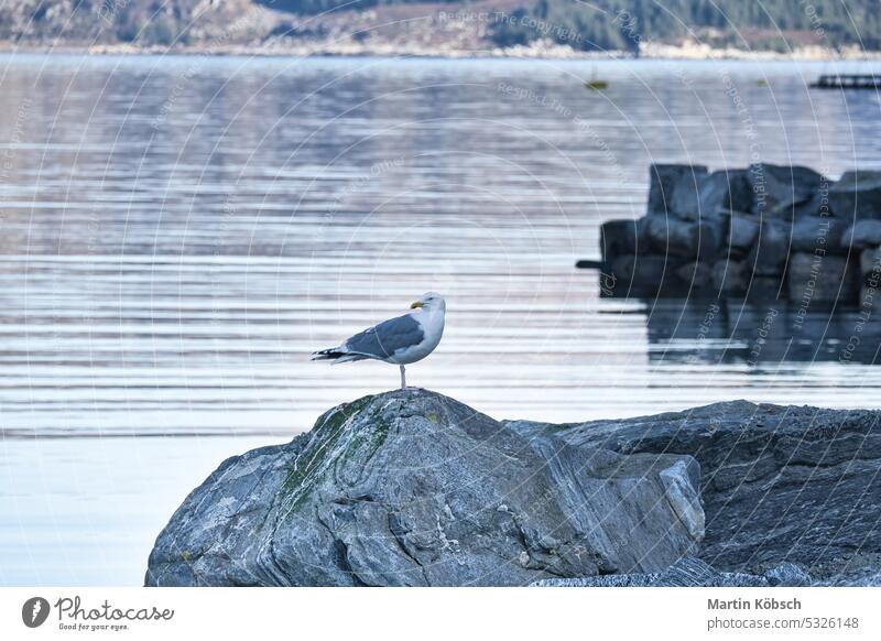 Möwe, die auf einem Felsen am Fjord in Norwegen steht. Seevogel in Skandinavien. Landschaft Stein Flügel Schnabel Tier groß Natur Strand gelb Insel Wildnis Auge