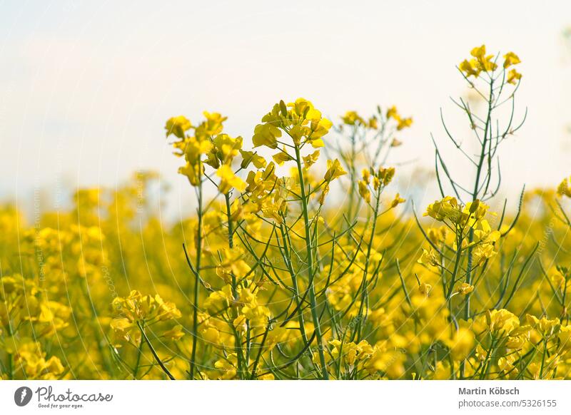 Raps mit gelben Blüten auf dem Rapsfeld. Produkt für Speiseöl und Biokraftstoff Vergewaltigung grün Brennstoff Erdöl Öl Blume Himmel Sommer Ackerbau Schönheit