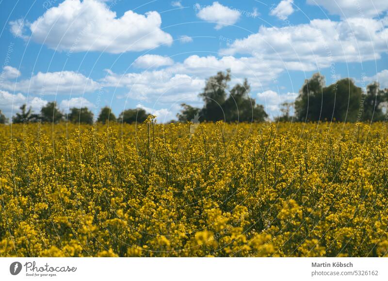 Raps mit gelben Blüten auf dem Rapsfeld. Produkt für Speiseöl und Biokraftstoff Vergewaltigung grün Brennstoff Erdöl Öl Blume Himmel Sommer Ackerbau Schönheit