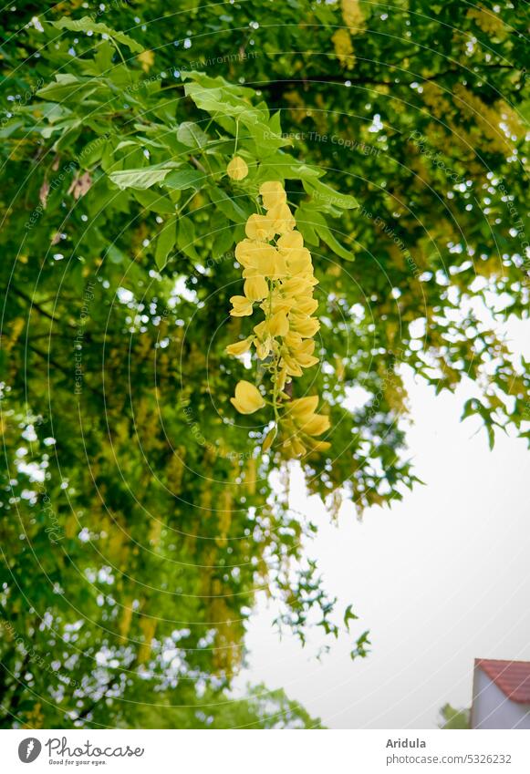 Goldregen Strauch Blüten Haus Frühling Laburnum giftig Giftpflanze Garten Zierstrauch gold gelb grün Blätter