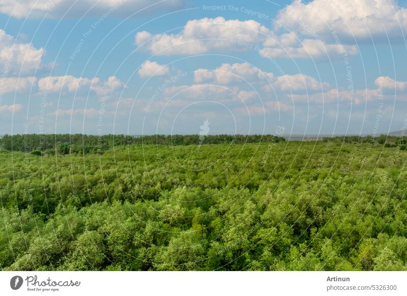 Grüne Mangrovenwälder binden Kohlendioxid. Netto-Null-Emissionen. Mangroven binden CO2 aus der Atmosphäre. Blaue Kohlenstoff-Ökosysteme. Luftaufnahme von Mangrovenbäumen und weißen Kumuluswolken am blauen Himmel.