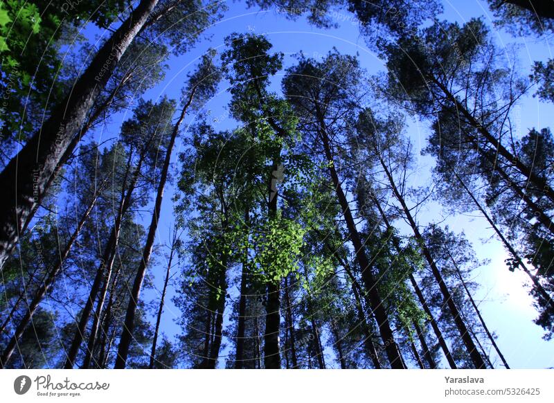 Foto blauer Himmel sichtbar durch die Kronen der großen Bäume Natur Zweig Laubwerk Wald botanisch Botanik Tag Ökologie Grün Leben Baum Blatt Holz Licht grün