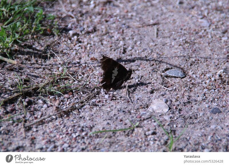 Foto eines auf dem Boden sitzenden Schmetterlings Flügel Natur Insekt bunt Farben wild Tier Sommer Tierwelt Schönheit schön natürlich Fliege Sitzen Leben Umwelt