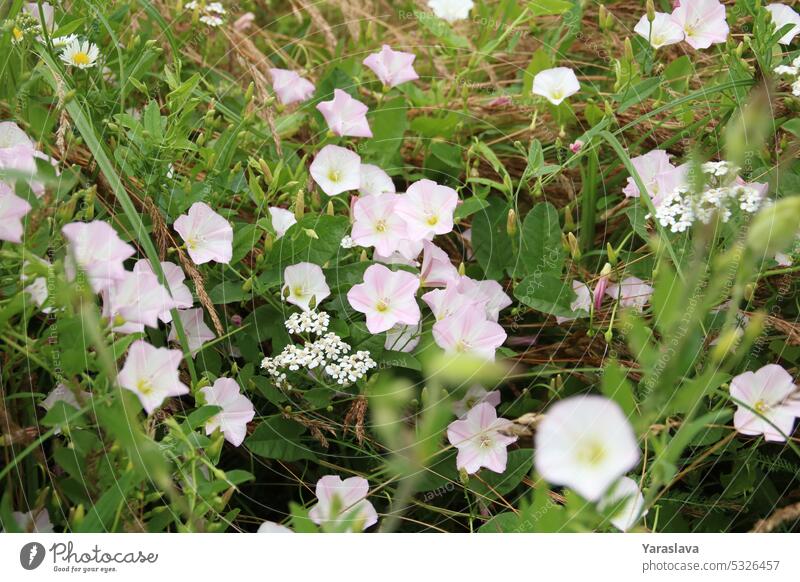 Ein Foto von einer Menge Ackerschmalwand in Nahaufnahme Blume Blüte Wickelwurzel Wildblume Pflanze Natur weiß Botanik Flora Gewöhnliche Zaunwinde natürlich Feld