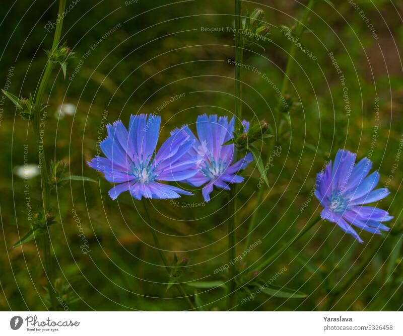 Nahaufnahme einer blauen Zichorienblüte Chicorée Blume wild Natur Blüte Pflanze Sommer Blütenblatt Flora geblümt Wildblume Hintergrund Blütezeit Saison Wiese