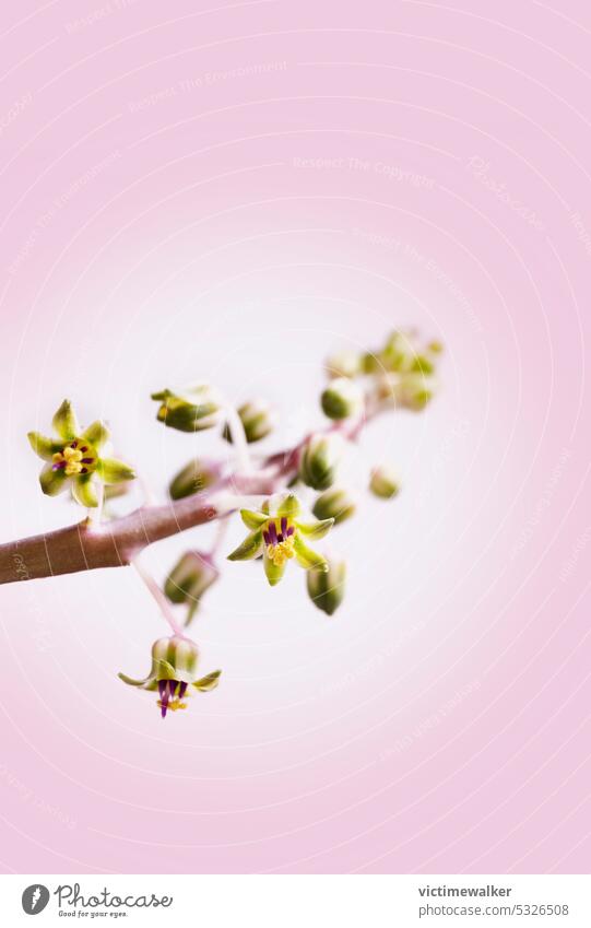 Blüten der Silberwurz Pflanze Blume Hintergrund Sukkulente Textfreiraum ledebouria purpur Studioaufnahme Makro Silberlibelle saisonbedingt Nahaufnahme Natur