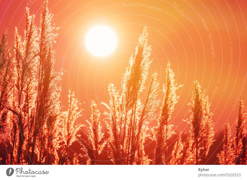 Von der Sonne beleuchtetes Gras. Dämmerungszeit. Trockenes Gras im Sonnenuntergang Sonnenlicht. Schöne Pflanze auf Sonnenaufgang Himmel Hintergrund. Natur bei Sonnenaufgang. Goldener Sommer-Sonnenuntergang