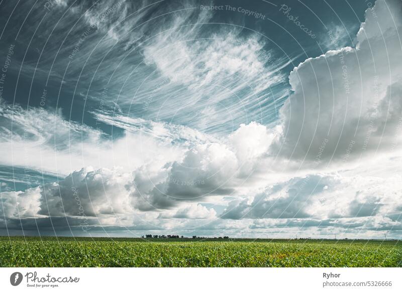 Cumuluswolken über Maisfeld im Frühling Sommer bewölkten Tag. Ernte Mais Saison. Stratuswolken über ländlichem Feld. Himmel mit Wolken am Horizont. Gute Wettervorhersage. Landwirtschaftlicher Hintergrund