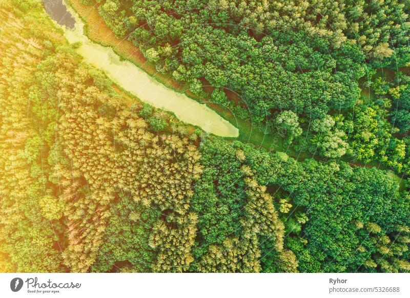 Luftaufnahme Grüner Wald Wälder und kleine Sumpf, Moor, Sumpf Teich Landschaft im Sommer sonnigen Tag. Top View of Beautiful European Nature From High Attitude In Summer Season. Natur Verschmutzung Konzept