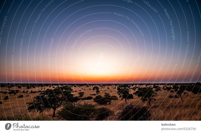 das erste licht träumen Morgendämmerung morgens Sonnenaufgang Kalahari Namibia Ferne Afrika Fernweh reisen Farbfoto Landschaft Einsamkeit Abenteuer Natur