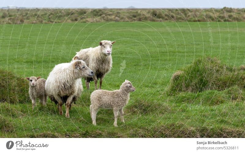 Kleine süße Lämmchen mit Eltern Schaf Lamm mit Hufen Wolle Hörner Gras grün niedlich Islandreise Wiese Weide Viehbestand ländlich Säugetier Tier Landschaft