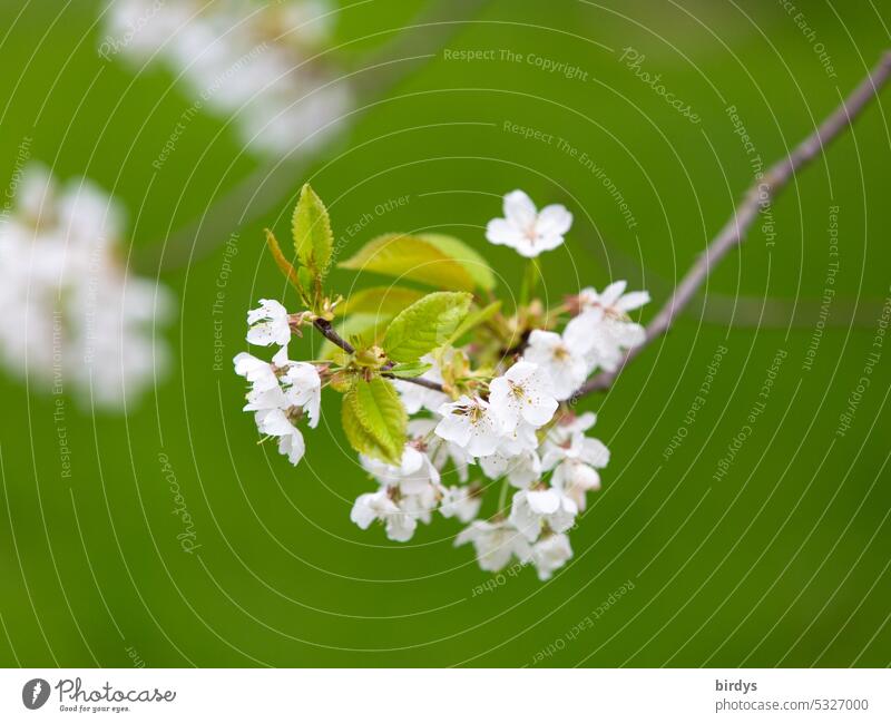 weiße Kirschblüten vor grünem Hintergrund Blüte Blühend Kirschbaum Ast schwache Tiefenschärfe grüner Hintegrund Schönheit in der Natur Menschenleer