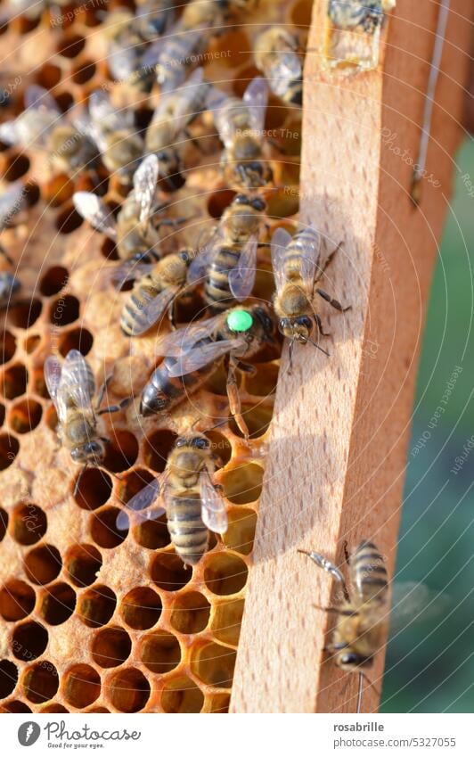 Bienenkönigin mit grüner Jahres-Markierung auf Wabe im Volk | Gegenüberstellung Honigbiene Königin Honigbienenkönigin Bienenvolk Honigwabe Bienenstock Imkerei