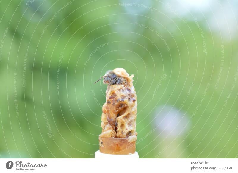 schlüpfende Bienenkönigin in Weiselnäpfchen schneidet ihre Zelle auf Geburt Königin Imkerei Bienenzucht Königinnenzucht Königinnengeburt Honigbiene