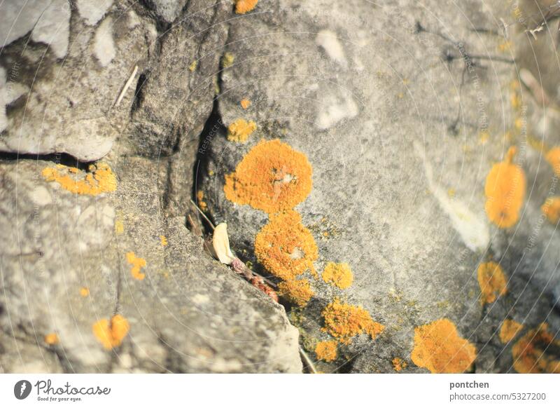 runde, gelbe flechten auf felsen am meer pflanze Menschenleer Natur Außenaufnahme Stein Farbfoto Flechte Flechten
