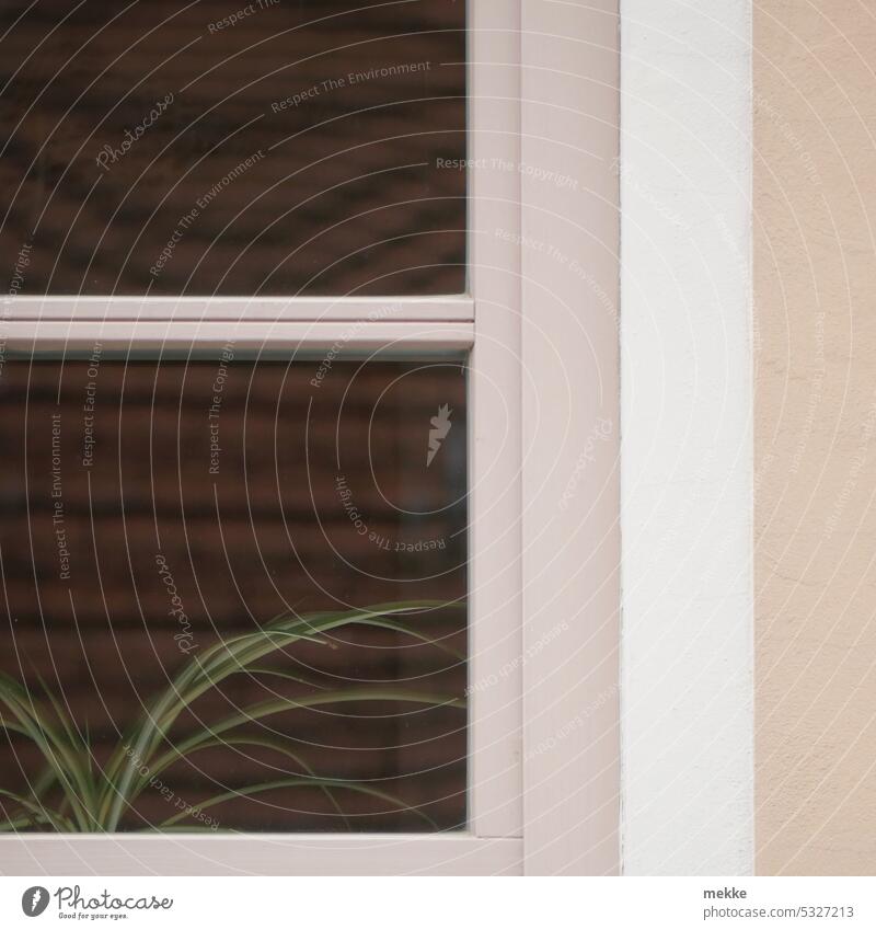 Einsame Pflanze schaut zum Fenster raus Fensterscheibe Haus Zimmerpflanze Fassade Wand Fensterrahmen Mauer Häusliches Leben trist Architektur Gebäude Altbau