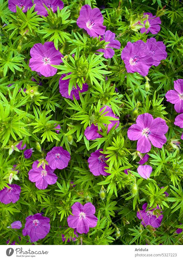 (gar nicht so) Blutroter Storchschnabel Blume Staude Frühling Pflanze Blüte Natur violett Grün Garten Beet