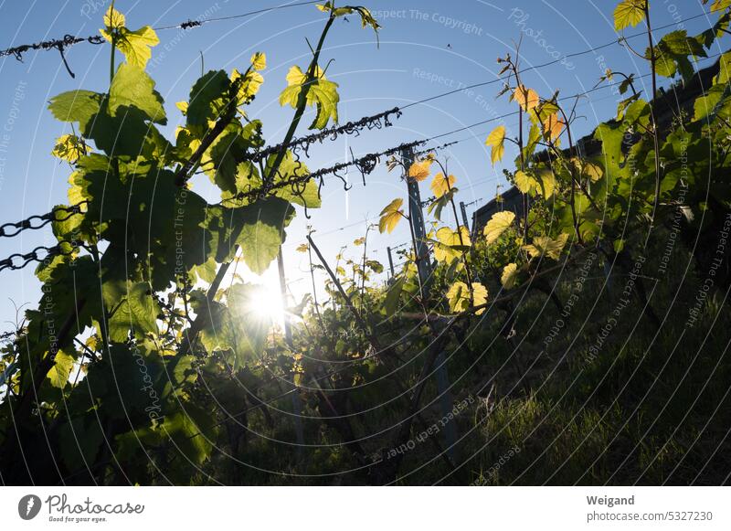 Weinblätter in der Sonne Franken Weinberg Wachstum Reben Weißwein