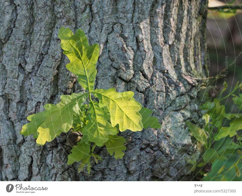 Alte Eiche, junger Trieb am Stamm Baum Eichenstamm frisches Grün frische Eichenblätter Frühling Wachstum Detailaufnahme Sauerstoff Natur Kraft alt standhaft