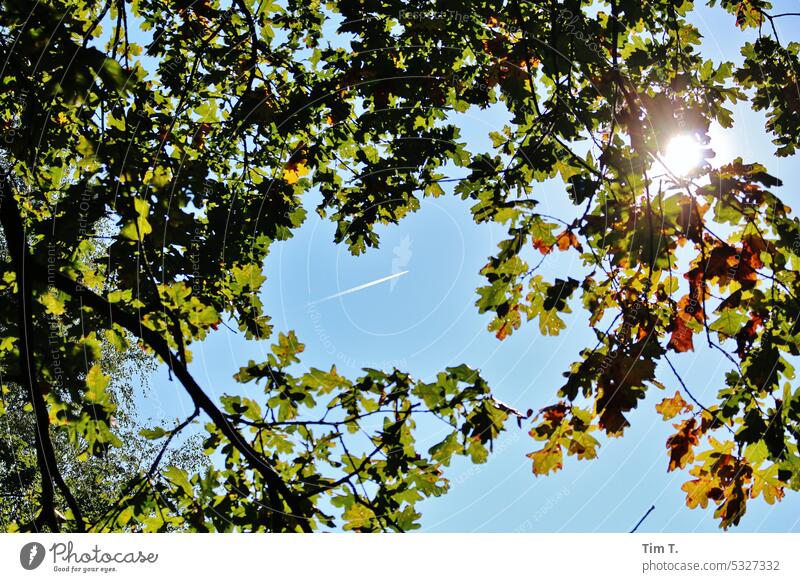 Flugzeug in Brandenburg Brieselang Baum Sonne Himmel Luftverkehr fliegen blau Außenaufnahme Kondensstreifen Wolkenloser Himmel Menschenleer Farbfoto Tag Klima