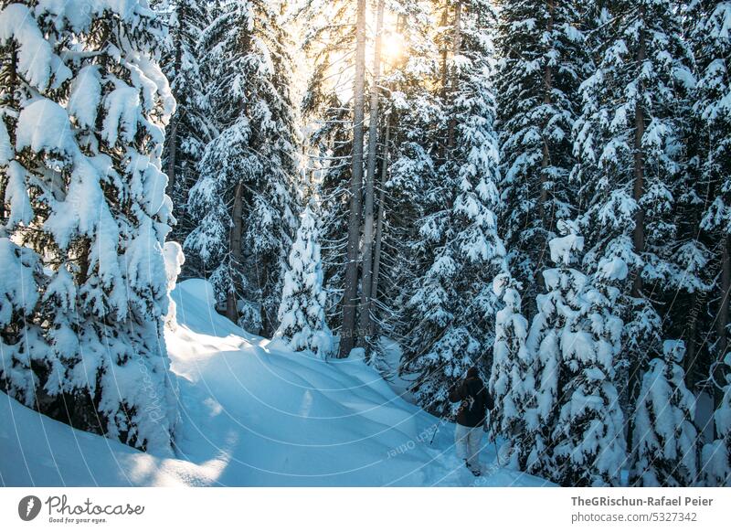 Verschneiter Wald mit Sonnenlicht Schnee Winter Schweiz kalt Schönes Wetter Landschaft weiß Baum Farbfoto ruhig Winterurlaub Schneeschuhlaufen Frau Wintersport