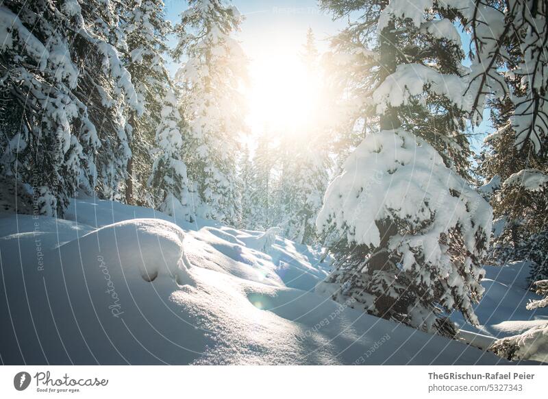 Verschneiter Wald mit Gegenlicht und Sonnenschein Schnee Winter Schweiz kalt Schönes Wetter Sonnenlicht Landschaft weiß Baum Farbfoto ruhig Winterurlaub