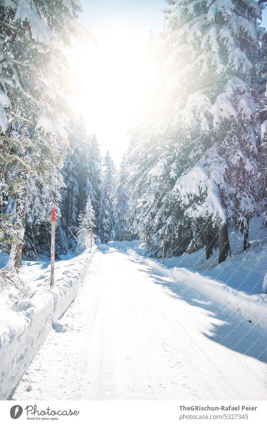 Verschneiter Strasse mit Gegenlicht und Sonnenschein Schnee Winter Schweiz kalt Schönes Wetter Sonnenlicht Wald Landschaft weiß Baum Farbfoto ruhig Winterurlaub