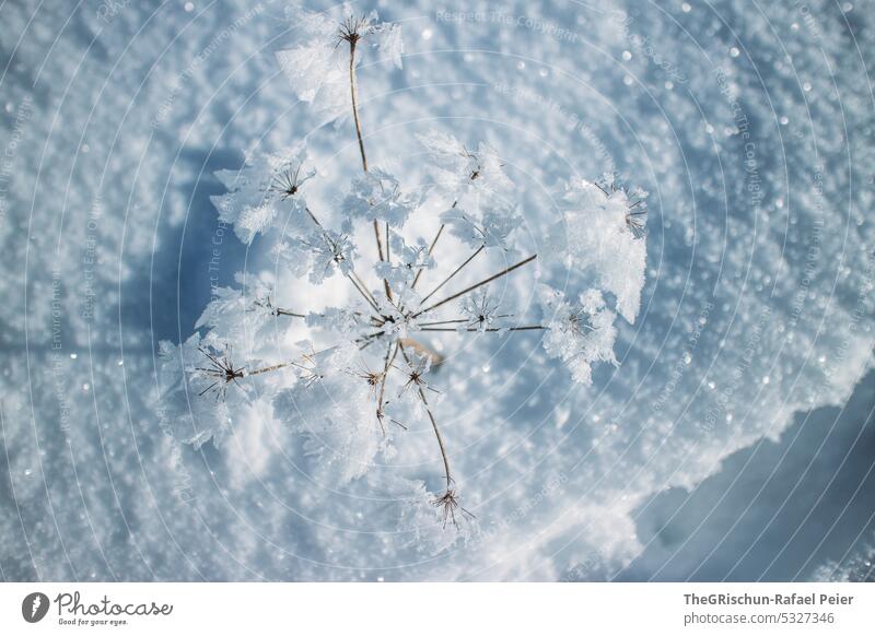 Verschneite Pflanze mit Schnee im Hintergrund Winter kalt Schönes Wetter weiß Farbfoto verschneit kalte jahreszeit nass Detailaufnahme Makroaufnahme