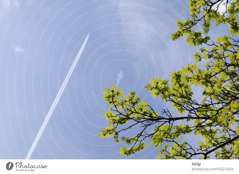 Mainfux-UT | Kondensstreifen eines Flugzeugs neben Ästen mit frischen grünen Blättern vor blauem Himmel Baum Ast Zwei Frühling Froschperspektive Natur Blatt