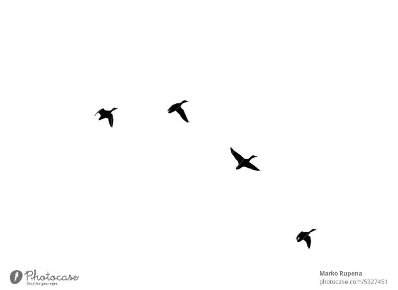 Enten im Formationsflug bei der Wanderung fliegen Silhouette Schwarm Gänse Natur weiß wild Tier Migration Menschengruppe Flug Tierwelt Vögel Jagd schwarz