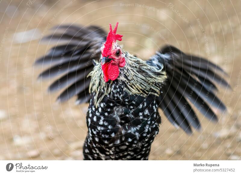 Hahn versucht zu fliegen Vogel Hähnchen Kamm Bauernhof Natur jubelnd Tier Schnabel Landschaft ländlich heimisch Haustiere Feder Flügel