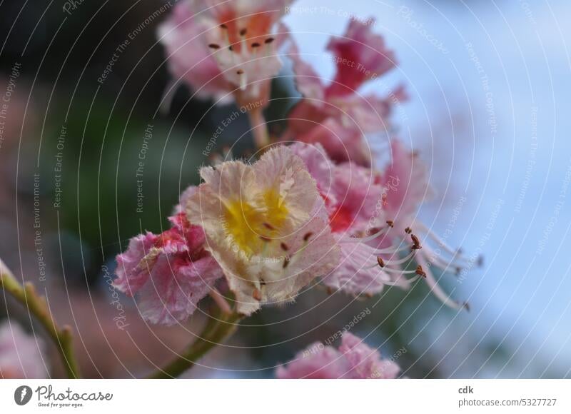 Kastanienblüte ganz nah | gelb-rosa-rot | klein, zart und schön. Blüte Frühling Pflanze Nahaufnahme in voller blüte Pollen Detailaufnahme Natur Blütenblatt
