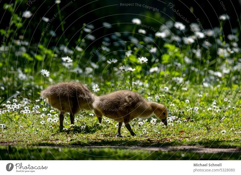 Küken (Kanadagänse) Kanadagans Vogel Tier Natur Gans Wildtier Gras Wiese grün