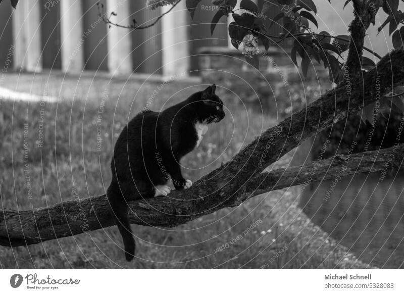 Schwarze Katze auf einem Baumstamm blicken aufmerksam Aufmerksamkeit Blick beobachten Haustier Hauskatze Tierporträt Wachsamkeit Katzenkopf niedlich