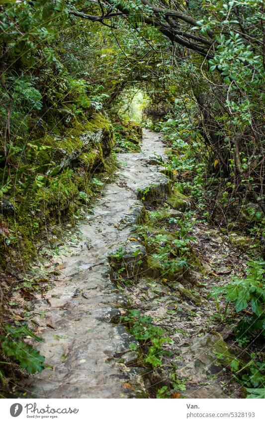 Dieser Weg Wege & Pfade Wald Urwald Pflanze Baum grün wild urwüchsig Stein Tunnel Moos Natur Menschenleer wandern Madeira Außenaufnahme Landschaft Ast Sträucher