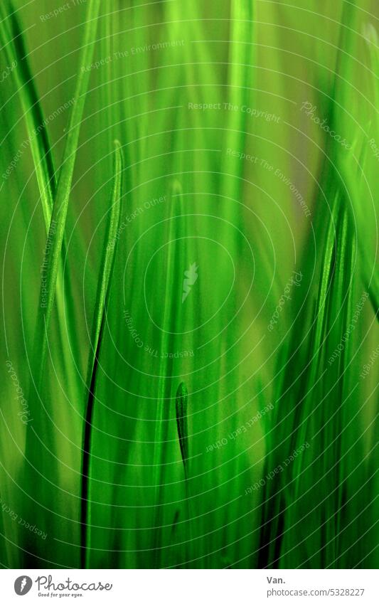 grasgrün Gras Pflanze Natur leuchtend Frühling Wiese Außenaufnahme Nahaufnahme natürlich Farbfoto Umwelt Grashalme Makroaufnahme Schwache Tiefenschärfe