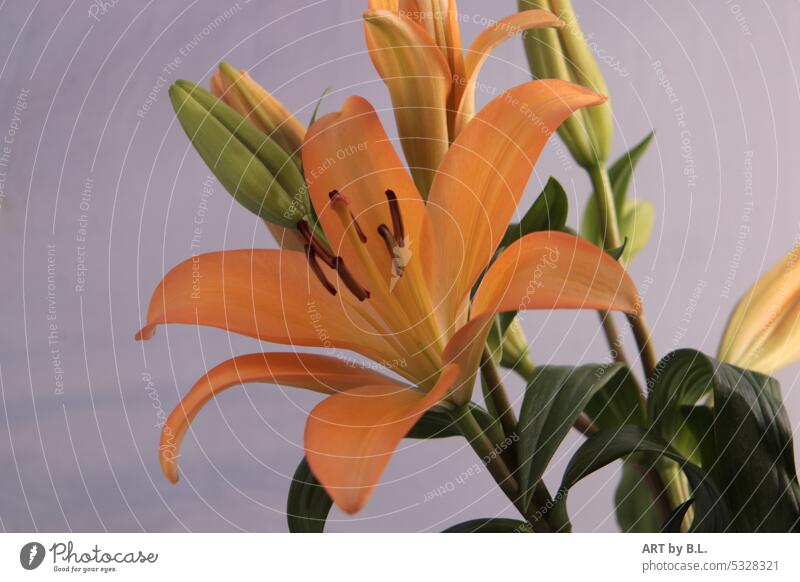 Lilie in voller Schönheit orange stempel blüte knospe Nahaufnahme Farbfoto Sommer Blume flower natur garten makro flora floral edel zart lilienblätter