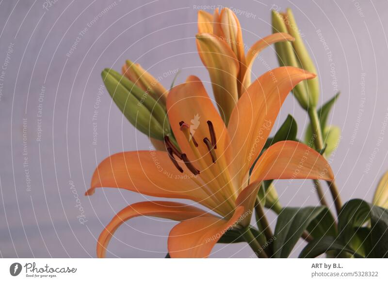 Natürliche Schönheit Lilie orange knospe Sommer Nahaufnahme garten zart edel Blume Farbfoto stempel blüte natur flower flora floral lilienblüte lilienblätter