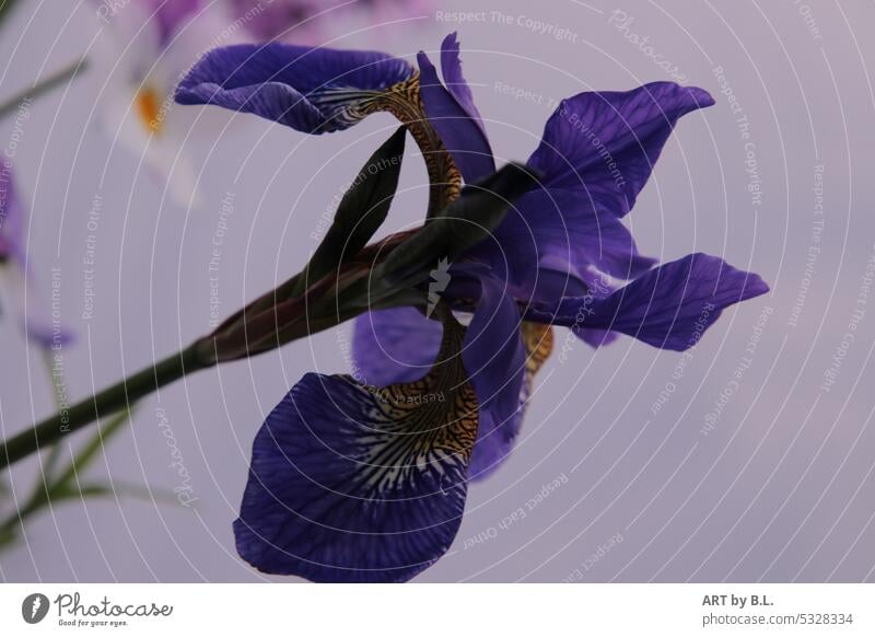 Iris von links ins Bild kommend gartenzeitung flowerdeko gärtnerei wohnen floral Blühend Frühling blüte blume Natur iris blau ausschnitt struktur blütenblatt