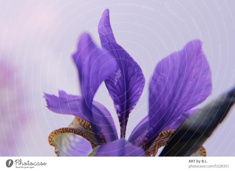 Iris Blütenblätter garten Blühend Frühling Natur flower ausschnitt blau iris blüte blume struktur hellblau blumig blütenblatt nahaufnahme fasern