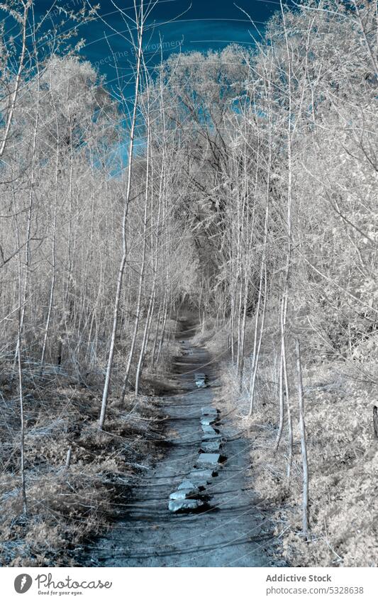Einsamer Spazierweg zwischen vereisten jungen Bäumen an einem sonnigen Wintertag Baum Frost verschneite Weg Blauer Himmel Infrarotaufnahme Waldgebiet Reim