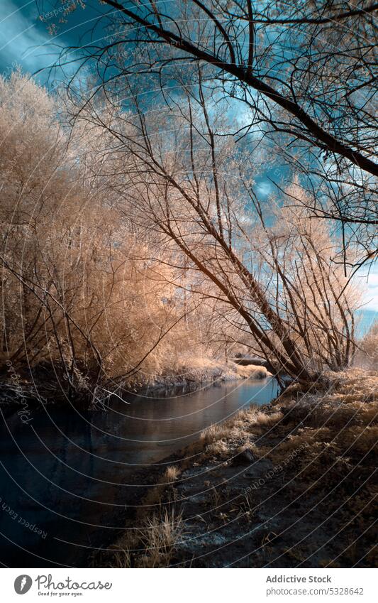 Ruhig fließender Fluss im Winterwald unter dramatisch bewölktem blauem Himmel Ufer Wald verschneite Baum Frost Wasser Waldgebiet Reim Infrarotaufnahme Küste