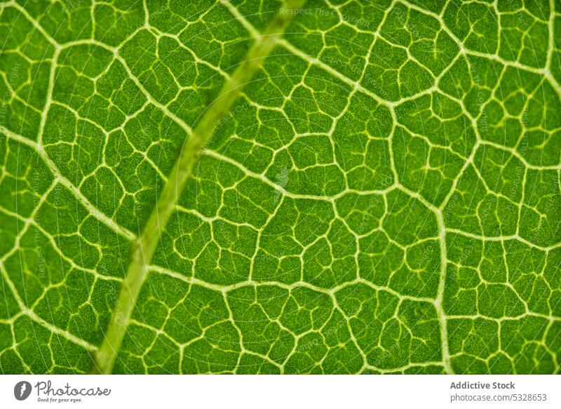 Vergrößerte grüne Blattstruktur mit gelben Linien Textur Pflanze natürlich Umwelt frisch Hintergrund hell Wachstum Grün Botanik Natur Ökologie kreativ geblümt