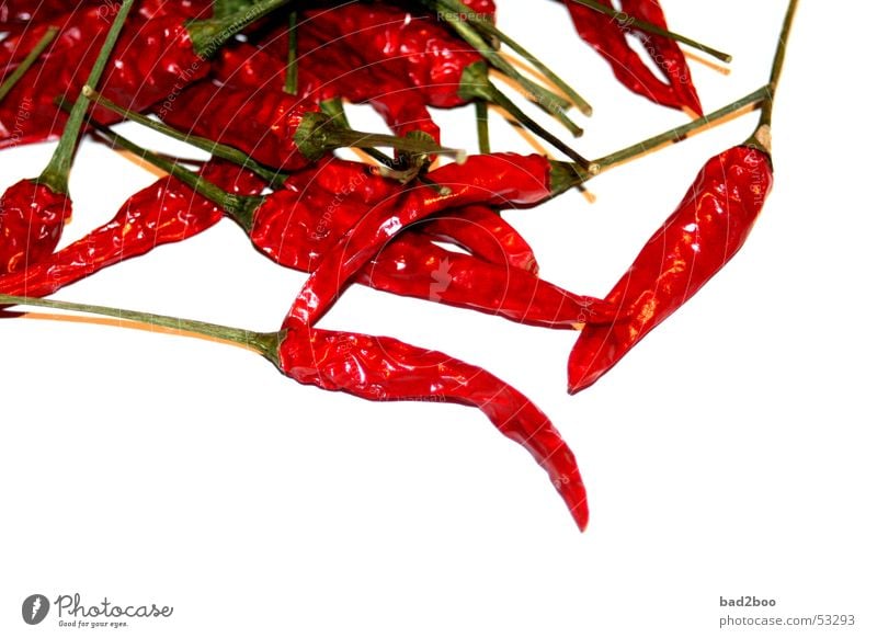 Chilischoten Kräuter & Gewürze feurig Schote rot Pflanze Ernährung Lebensmittel Scharfer Geschmack würzig brennen hitzig pepper genießen beißen spicy sharpness